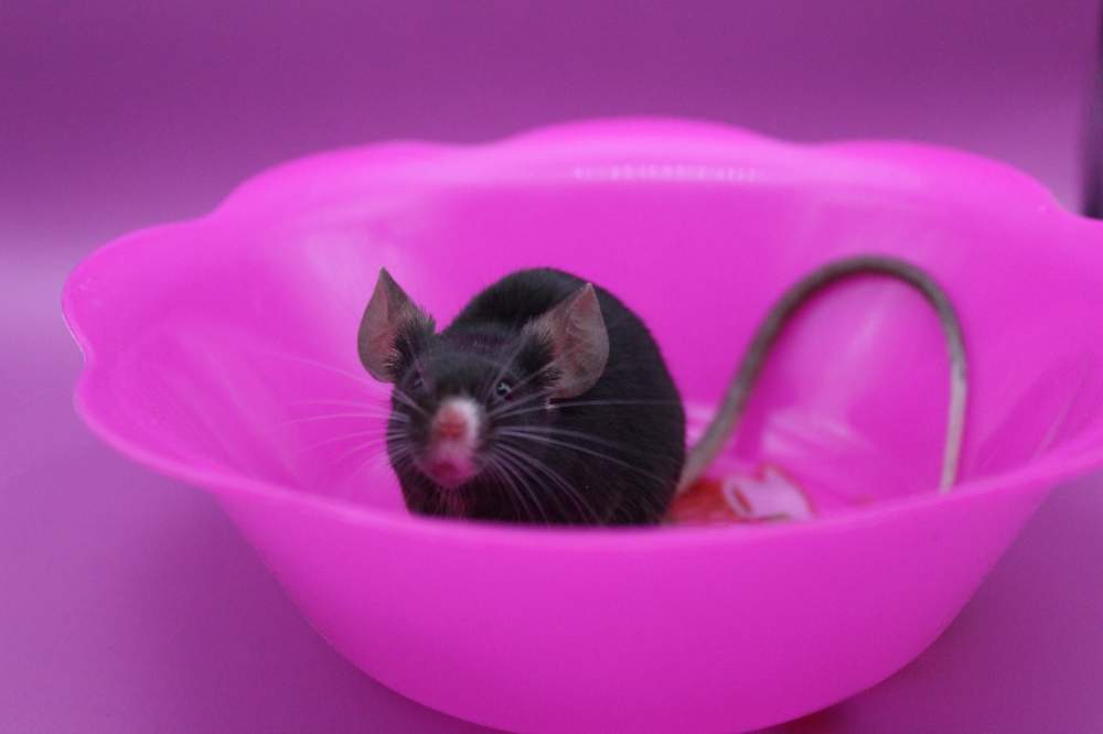 Fancy mouse Pet only Mus musculus 