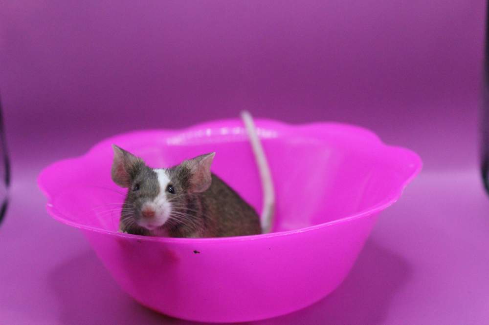 Fancy mouse Pet only Mus musculus 