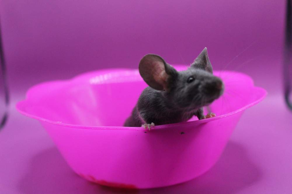 Fancy mouse Pet only Mus musculus 