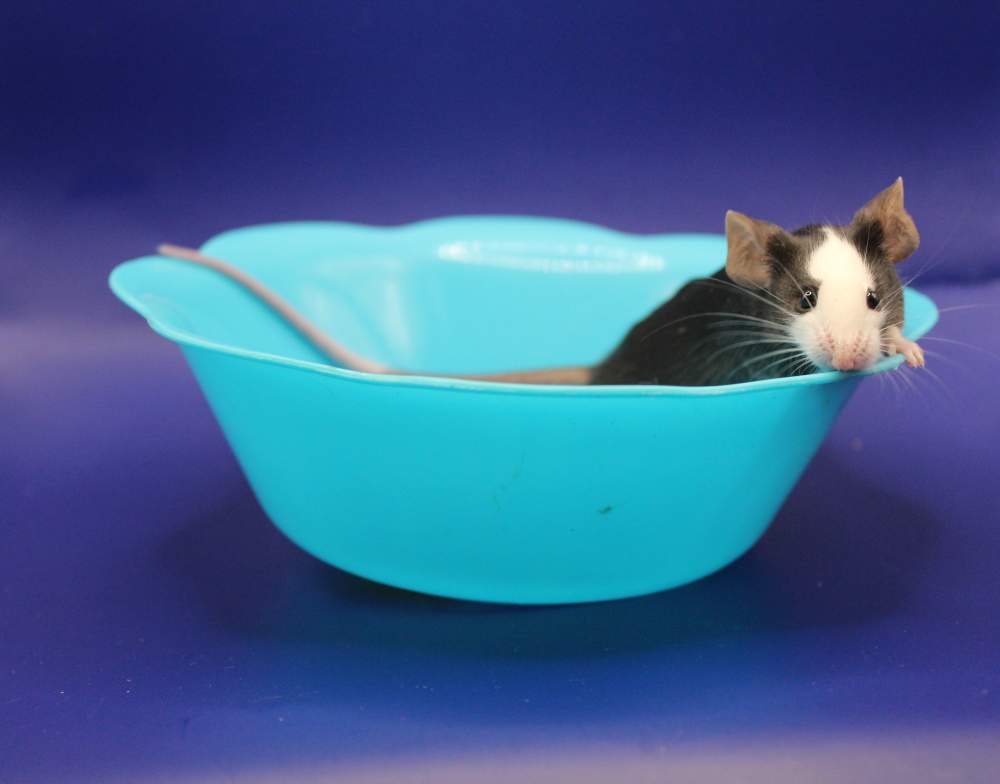 Fancy mouse Pet only Mus musculus 