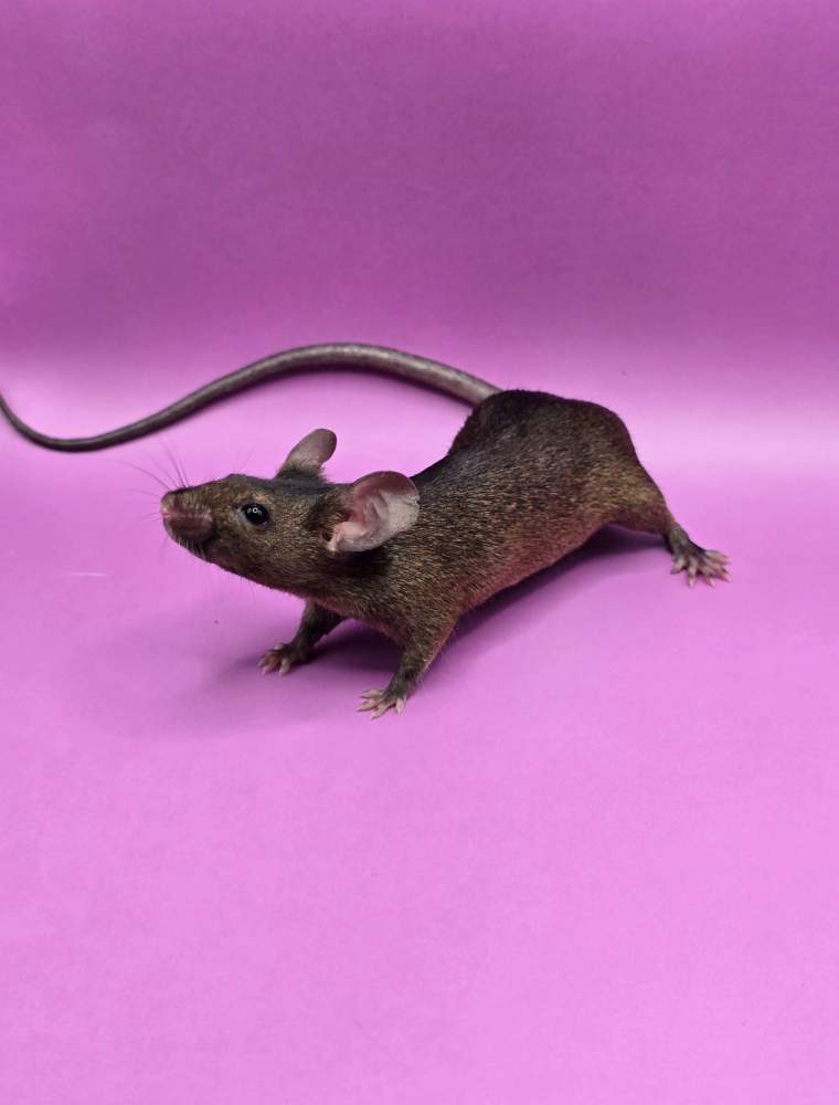Fancy mouse Pet only Mus musculus 