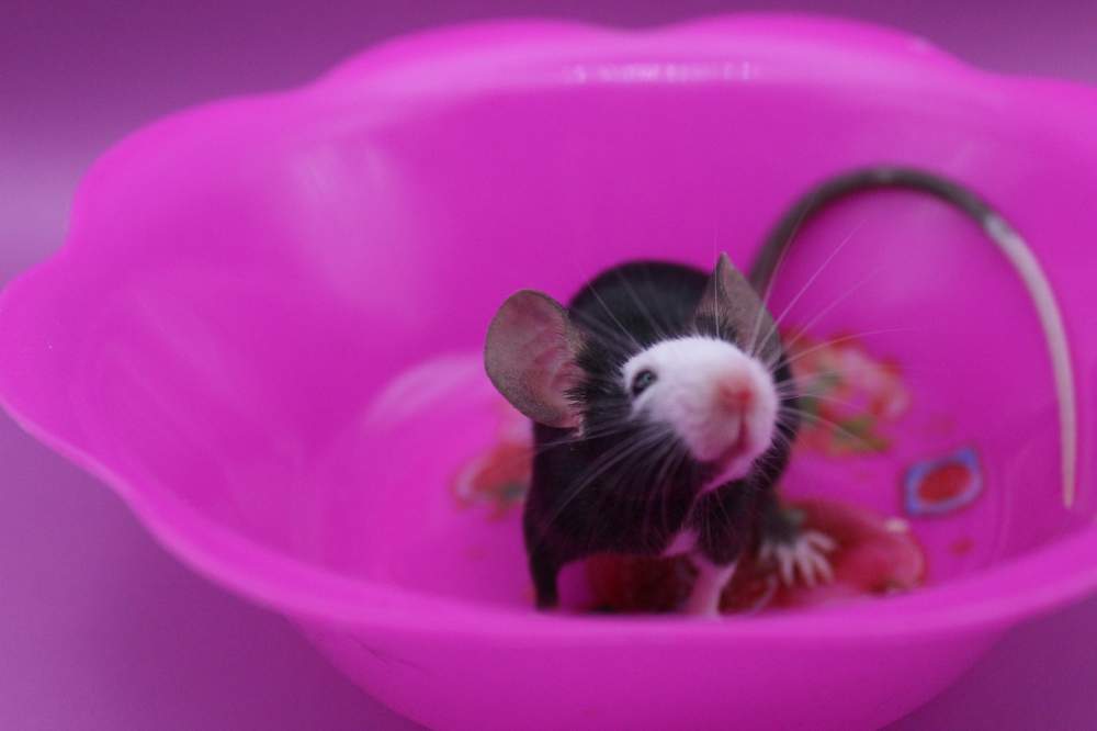 Fancy mouse Pet only Mus musculus 