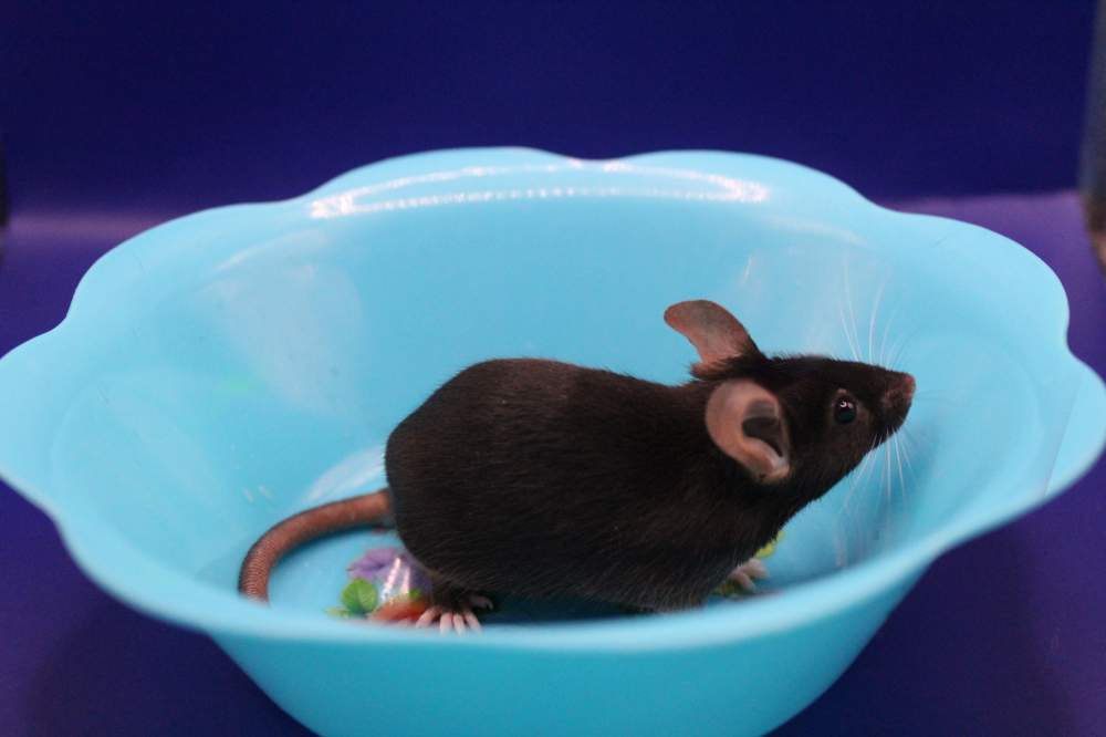 Fancy mouse Pet only Mus musculus 