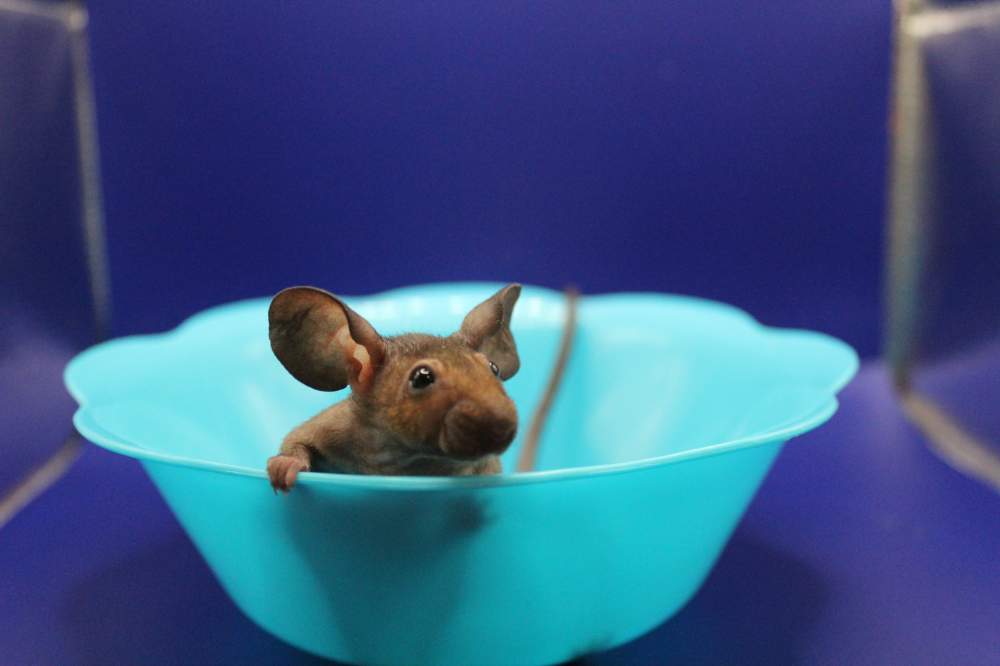 Fancy mouse Pet only Mus musculus 