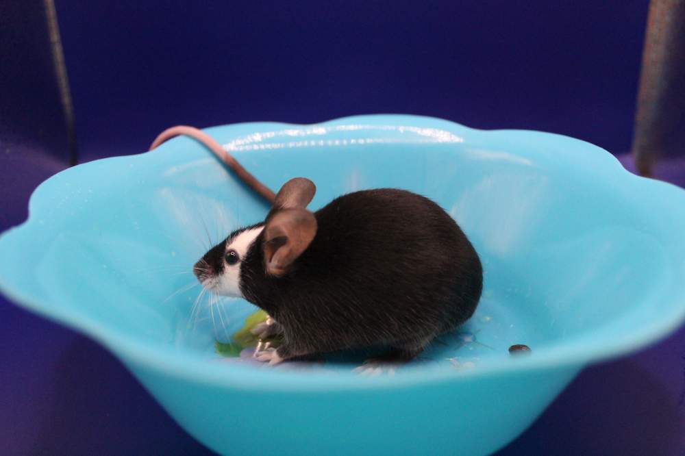 Fancy mouse Pet only Mus musculus 