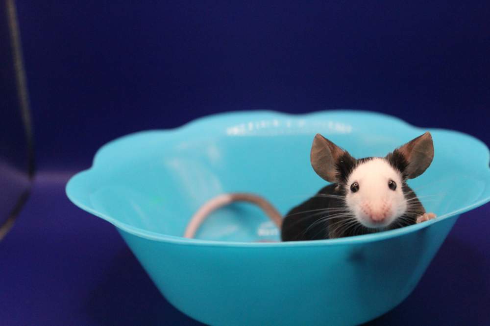 Fancy mouse Pet only Mus musculus 