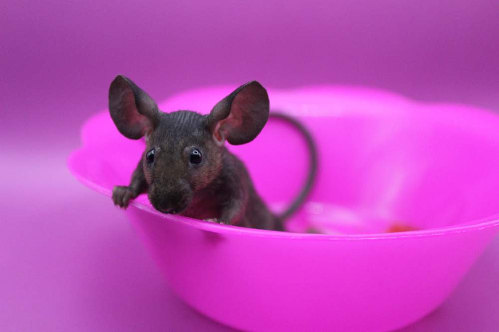 Fancy mouse Pet only Mus musculus 
