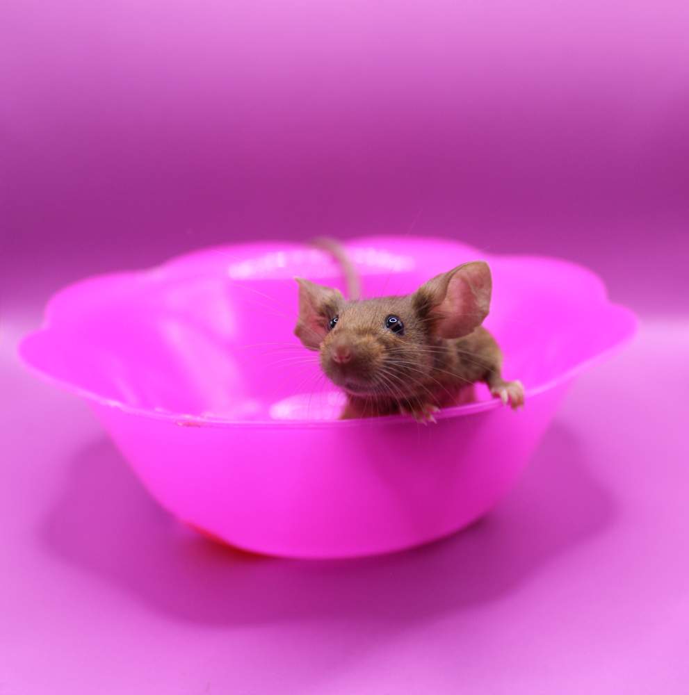 Fancy mouse Pet only Mus musculus 