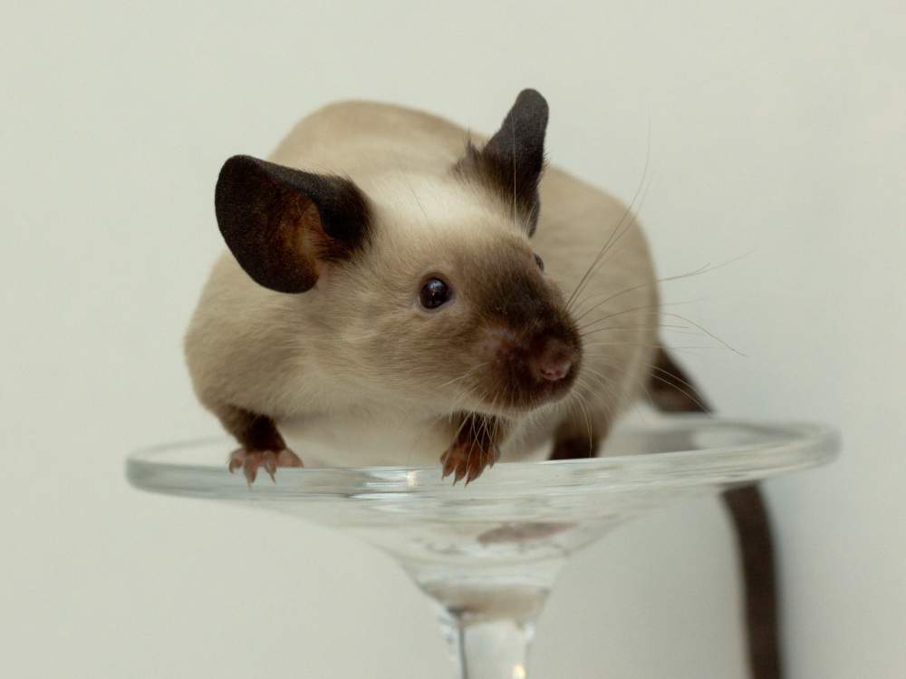 Fancy mouse Breeder Mus musculus 