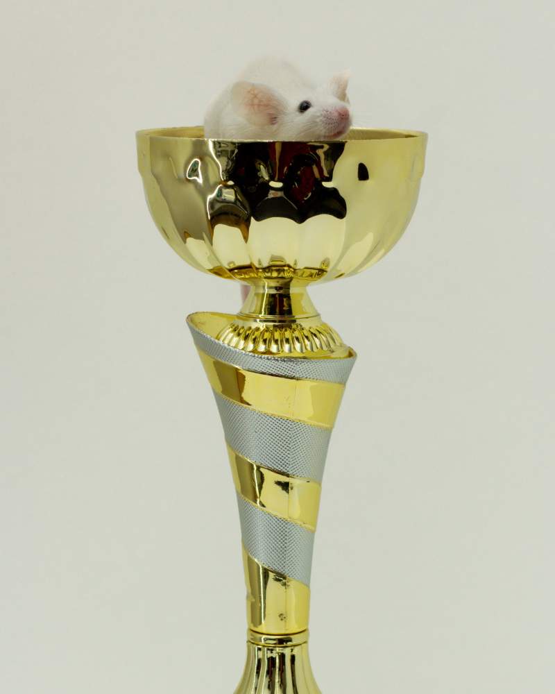 Fancy mouse Breeder Mus musculus Czechia