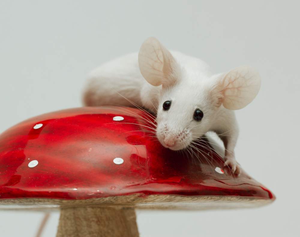 Fancy mouse Deceased Mus musculus Czechia
