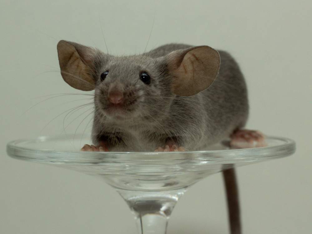 Fancy mouse Breeder Mus musculus 