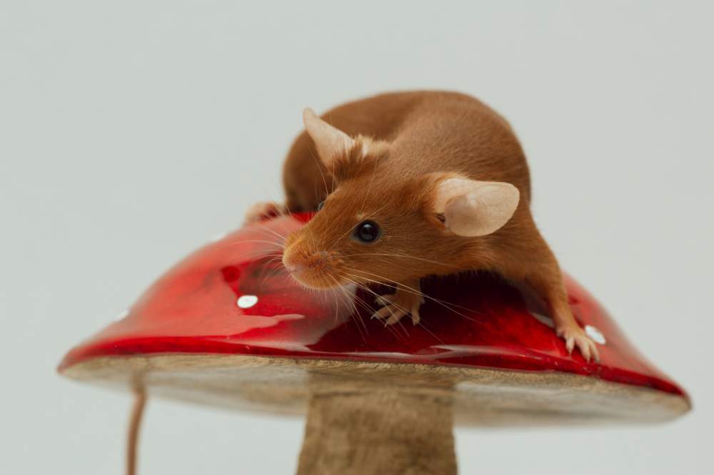 Fancy mouse Breeder Mus musculus Czechia