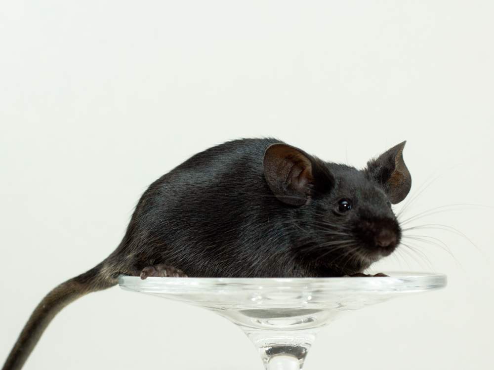 Fancy mouse Breeder Mus musculus 