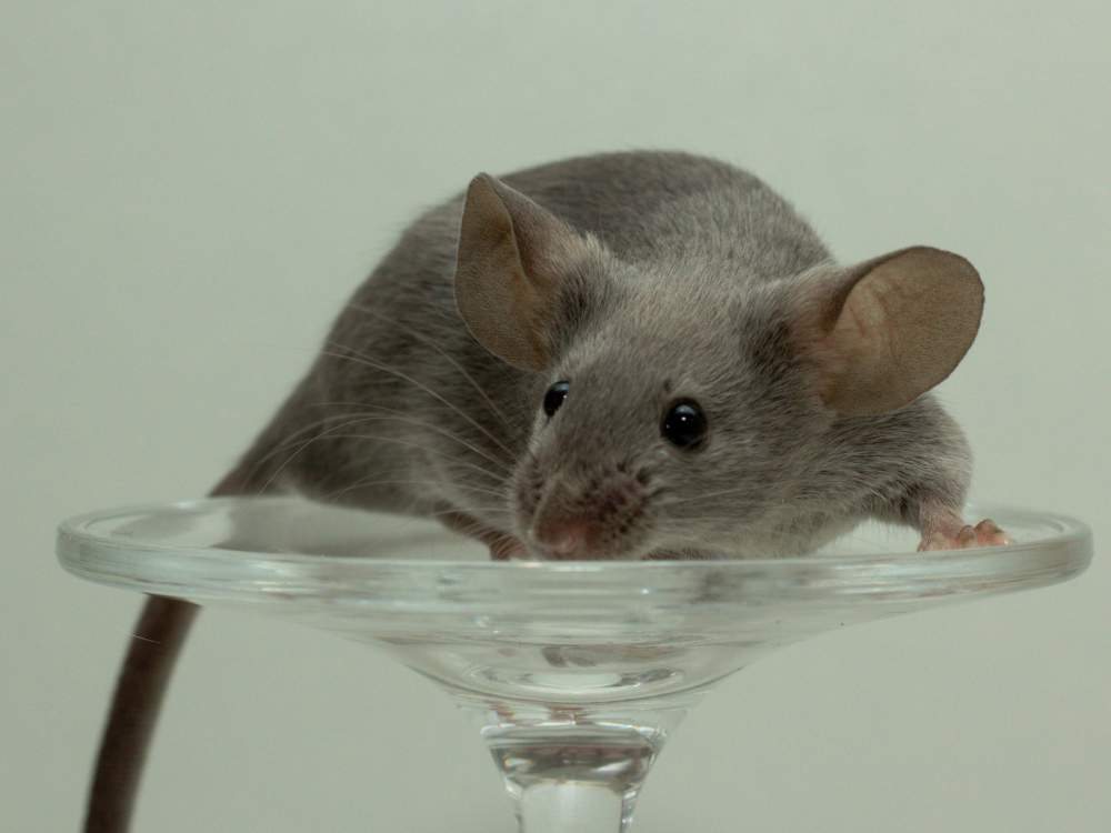 Fancy mouse Show animal Mus musculus 