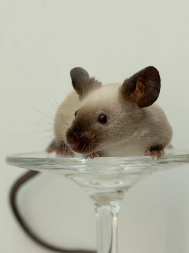 Fancy mouse Breeder Mus musculus 