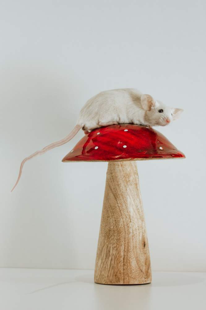 Fancy mouse Deceased Mus musculus Czechia