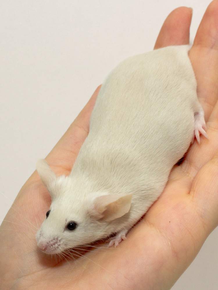 Fancy mouse Breeder Mus musculus Czechia