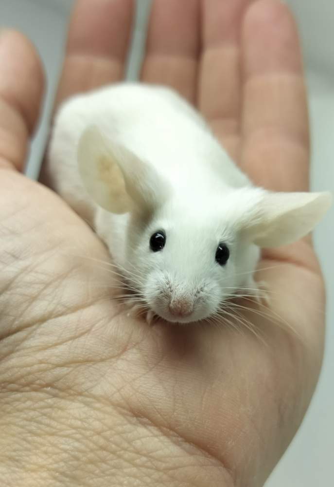 Fancy mouse Breeder Mus musculus Czechia