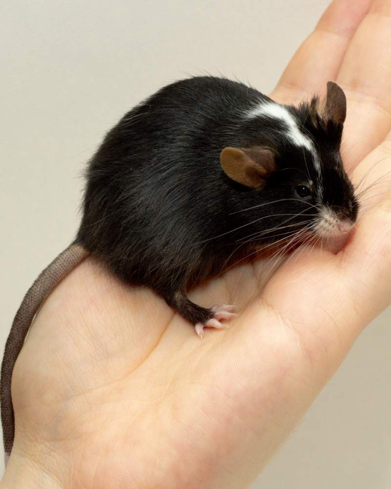 Fancy mouse Breeder Mus musculus 