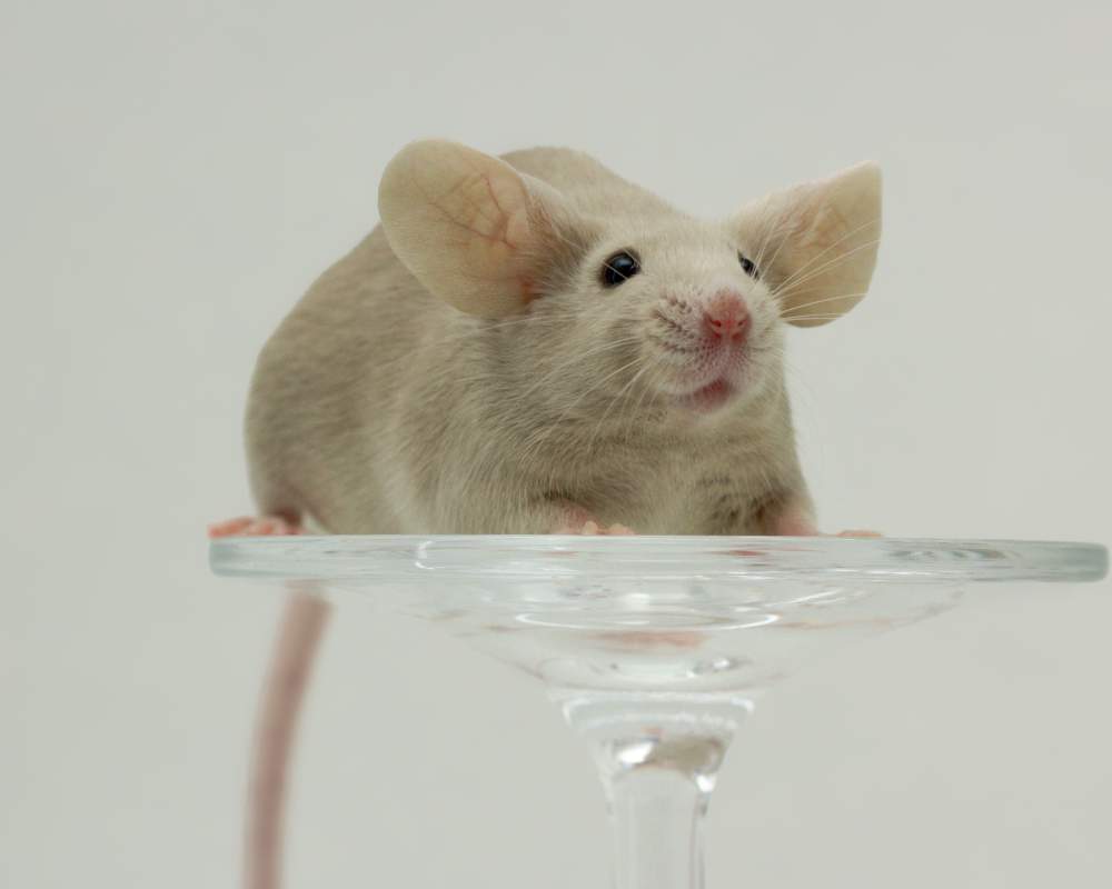 Fancy mouse Breeder Mus musculus Czechia