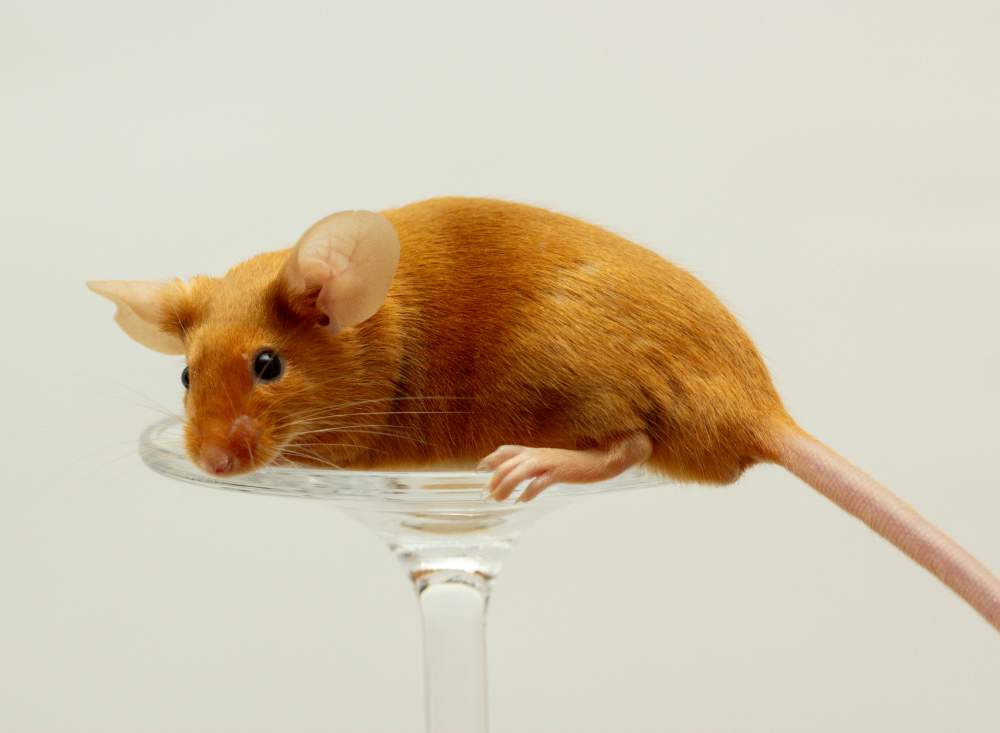 Fancy mouse Breeder Mus musculus 