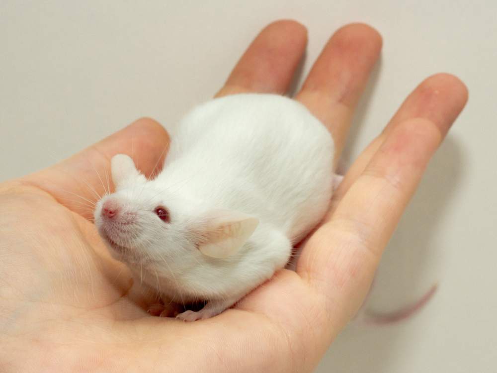 Fancy mouse Breeder Mus musculus 