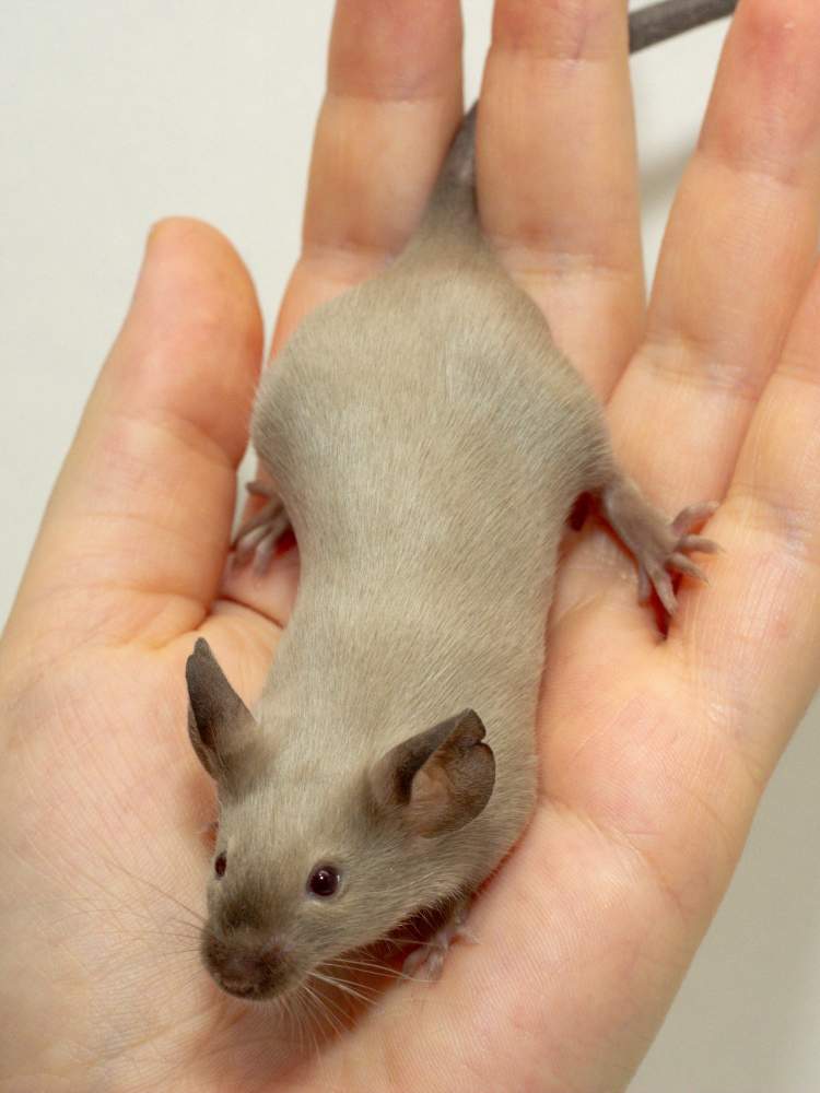 Fancy mouse Breeder Mus musculus 