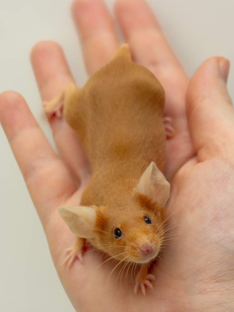 Fancy mouse Breeder Mus musculus 