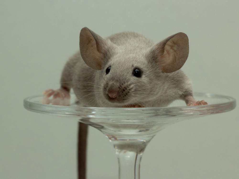 Fancy mouse Show animal Mus musculus 