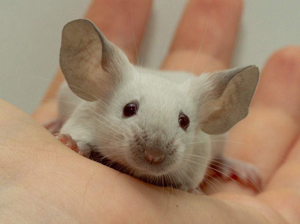Fancy mouse Show animal Mus musculus 