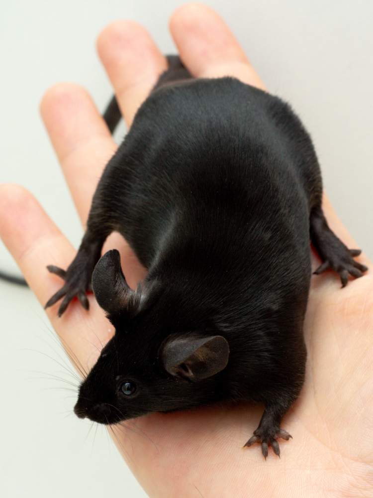 Fancy mouse Breeder Mus musculus 