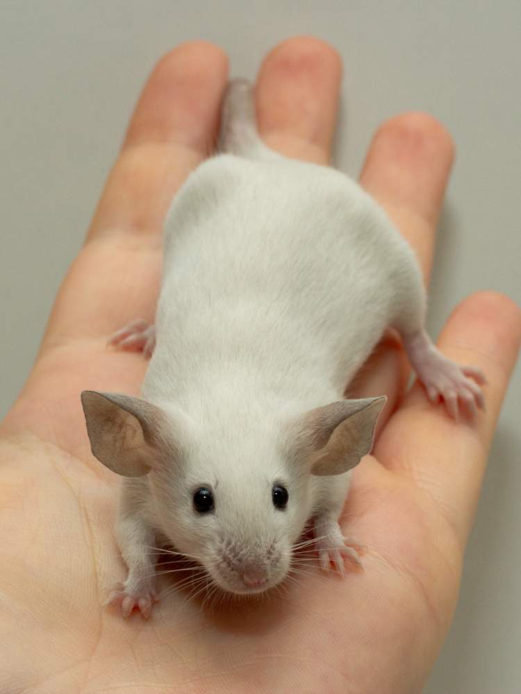 Fancy mouse Breeder Mus musculus 