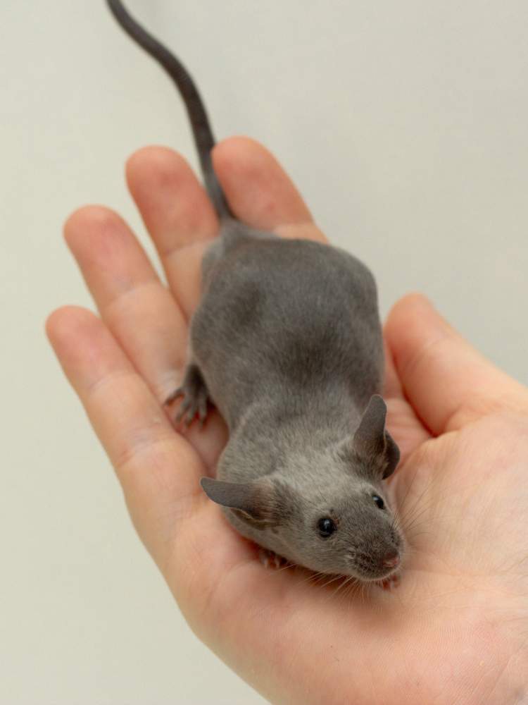 Fancy mouse Breeder Mus musculus 