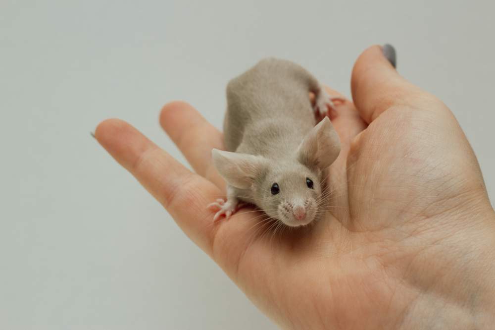 Fancy mouse Deceased Mus musculus Czechia