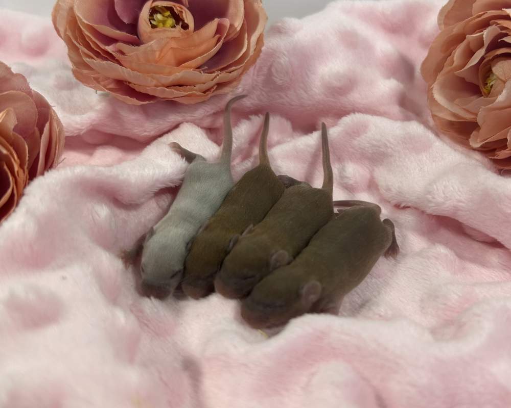 Fancy mouse Breeder Mus musculus 