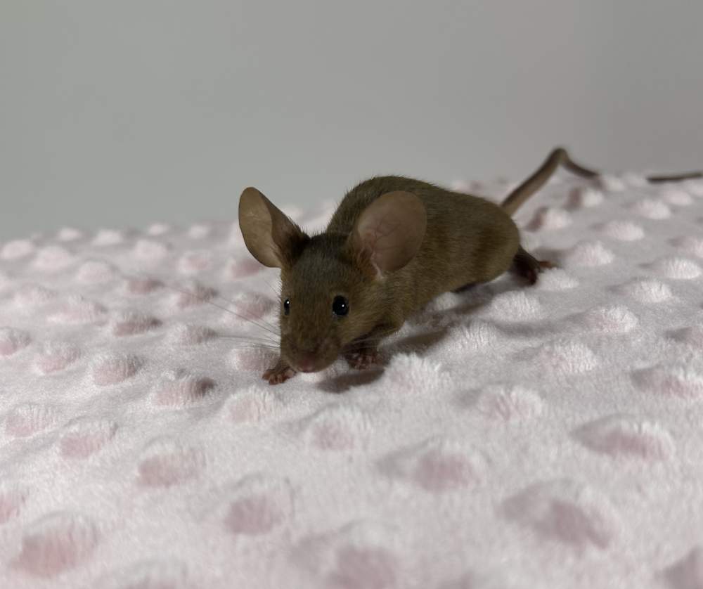Fancy mouse Rehomed Mus musculus 