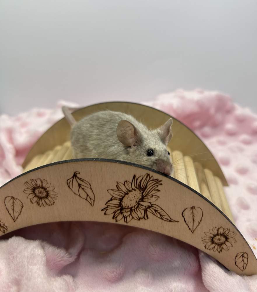 Fancy mouse Breeder Mus musculus 