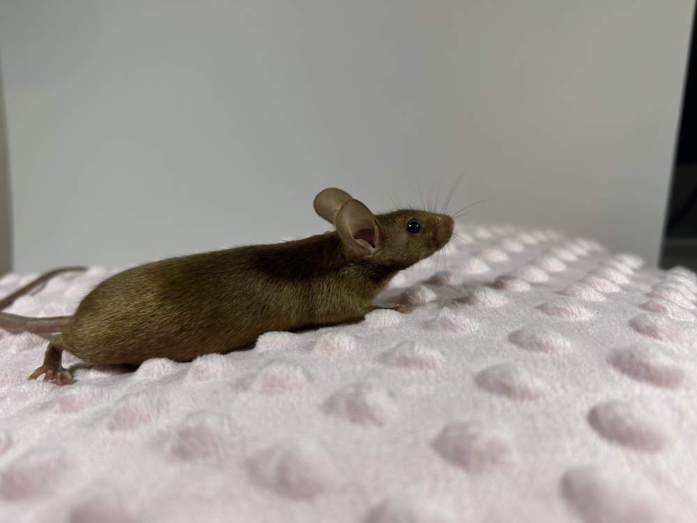 Fancy mouse Rehomed Mus musculus 