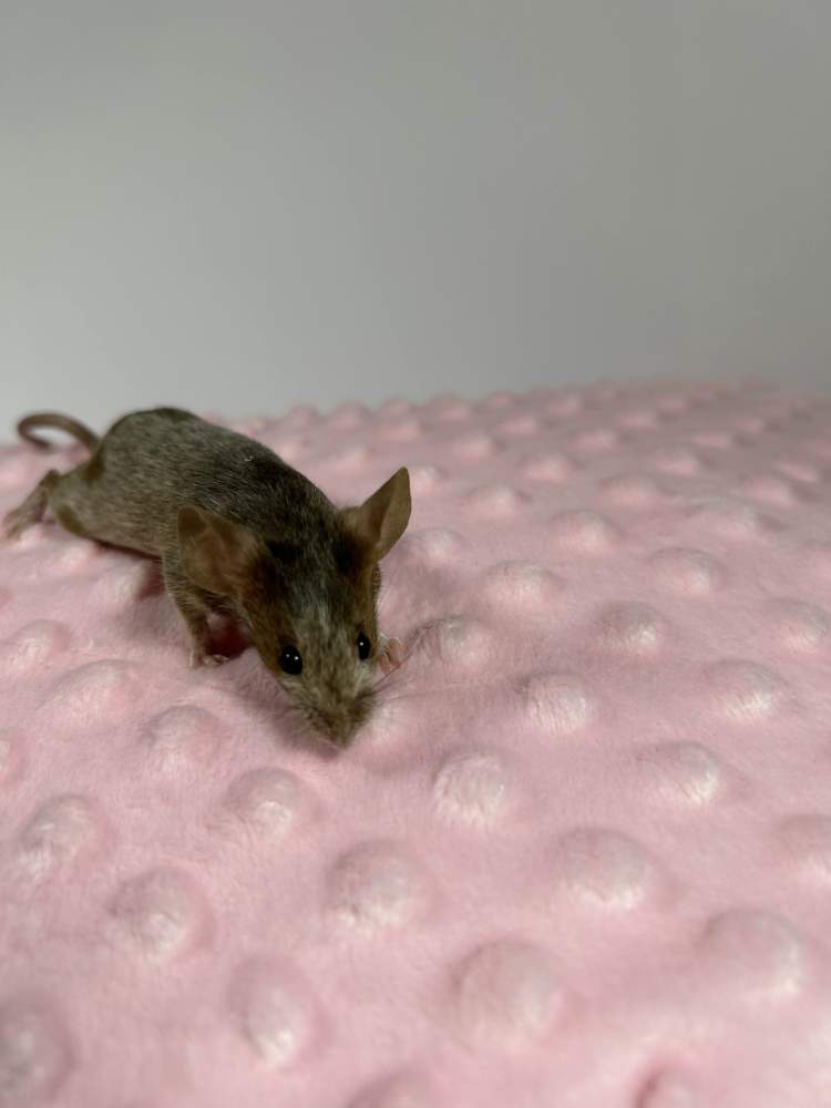 Fancy mouse Rehomed Mus musculus 