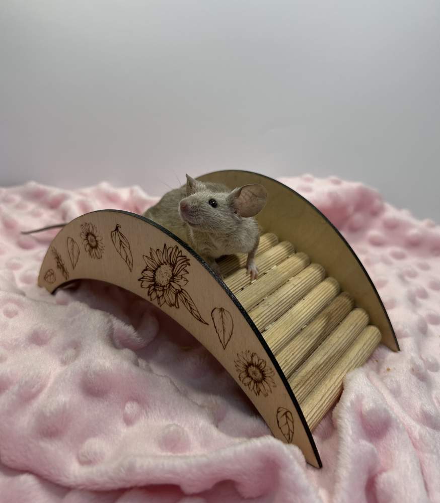 Fancy mouse Breeder Mus musculus 