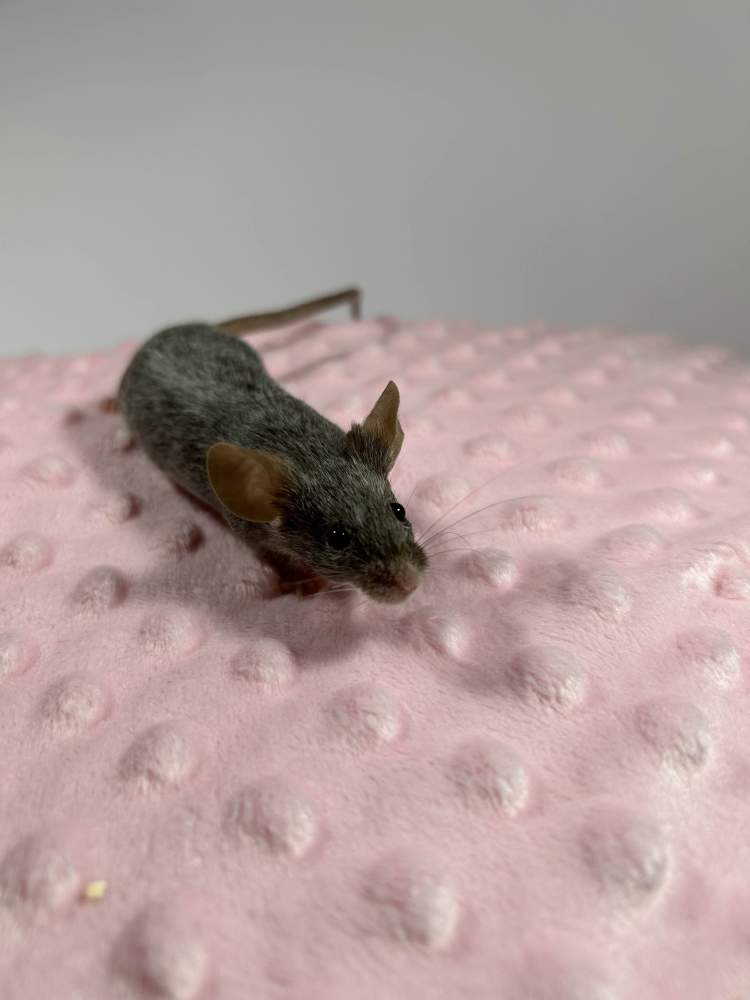 Fancy mouse Rehomed Mus musculus 