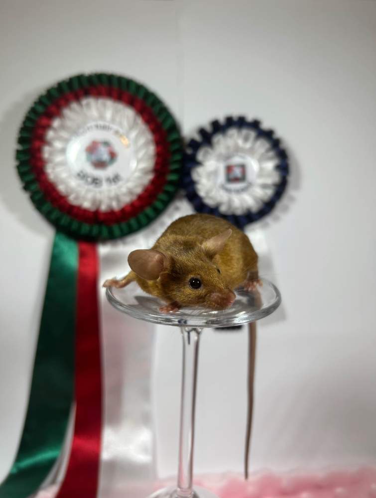 Fancy mouse Breeder Mus musculus 