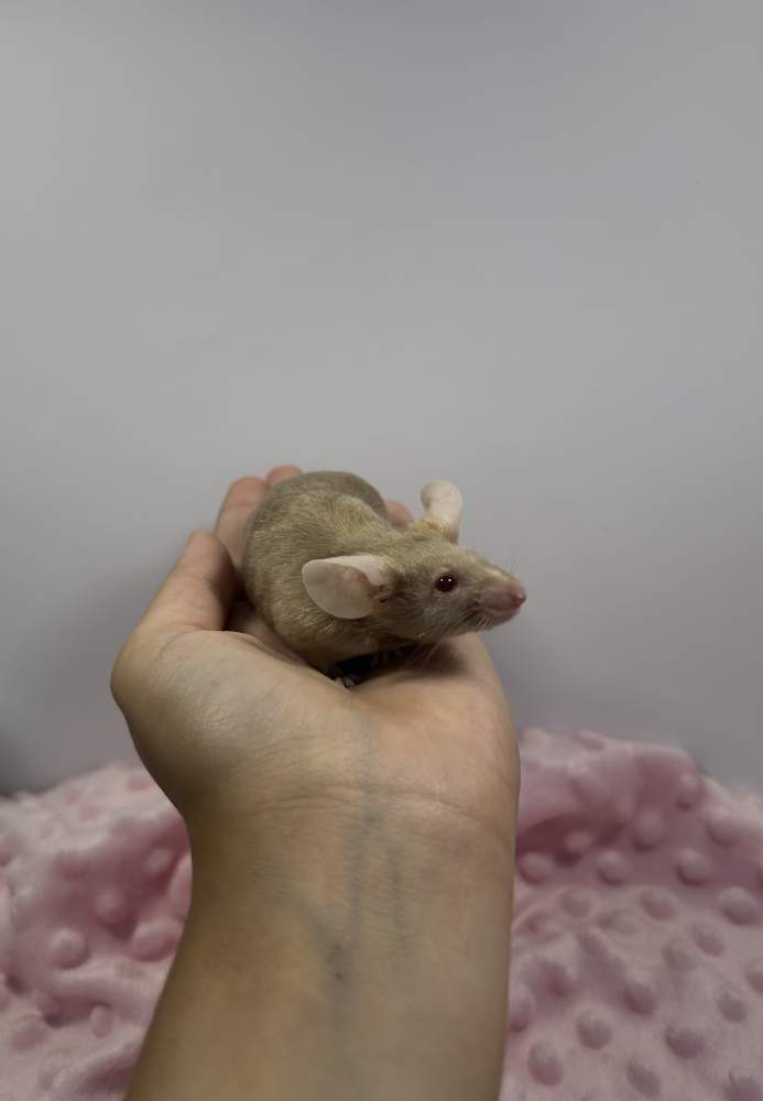 Fancy mouse Breeder Mus musculus 