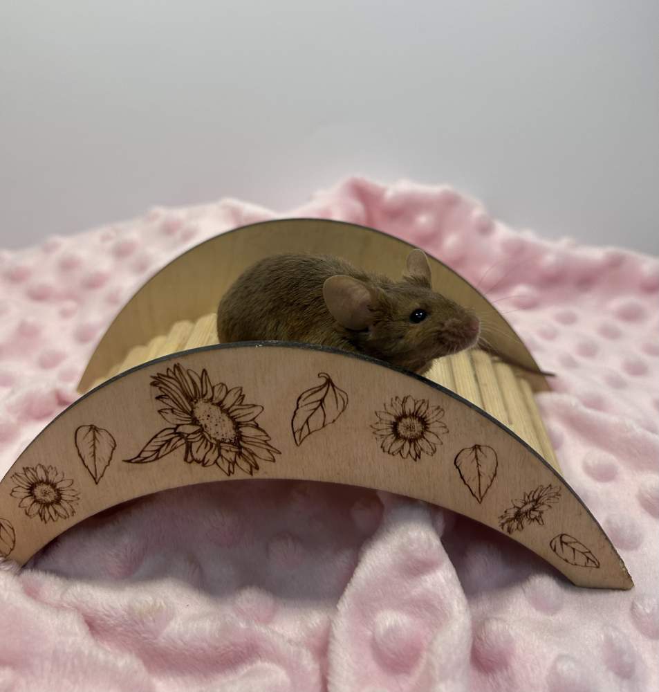 Fancy mouse Breeder Mus musculus 