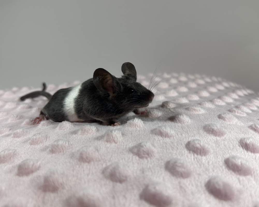 Fancy mouse Deceased Mus musculus 