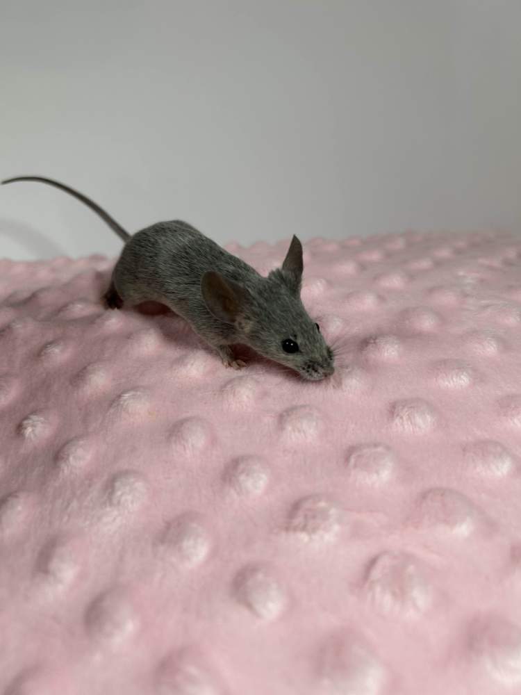 Fancy mouse Pet only Mus musculus 