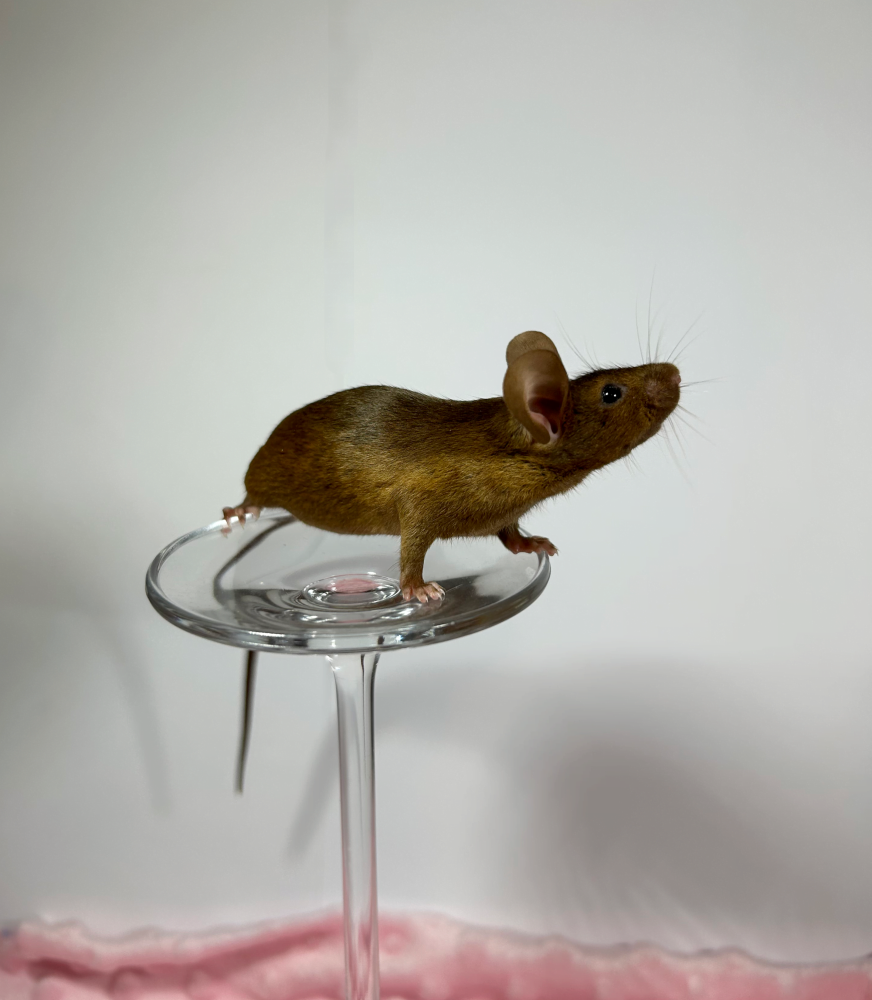Fancy mouse Deceased Mus musculus 