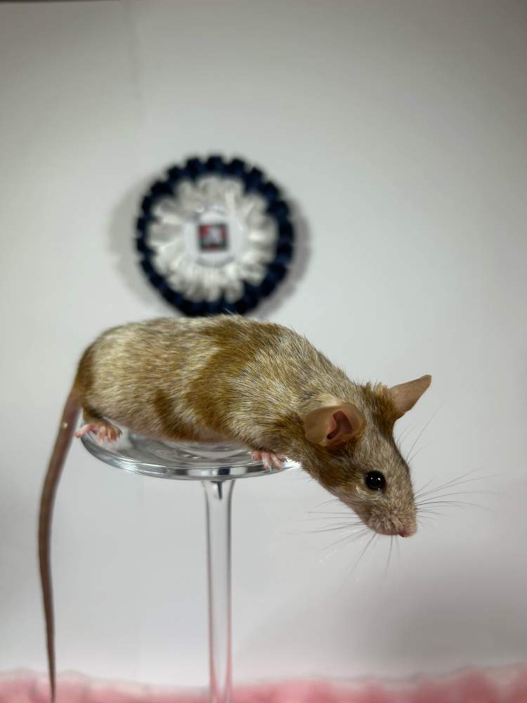 Fancy mouse Deceased Mus musculus 