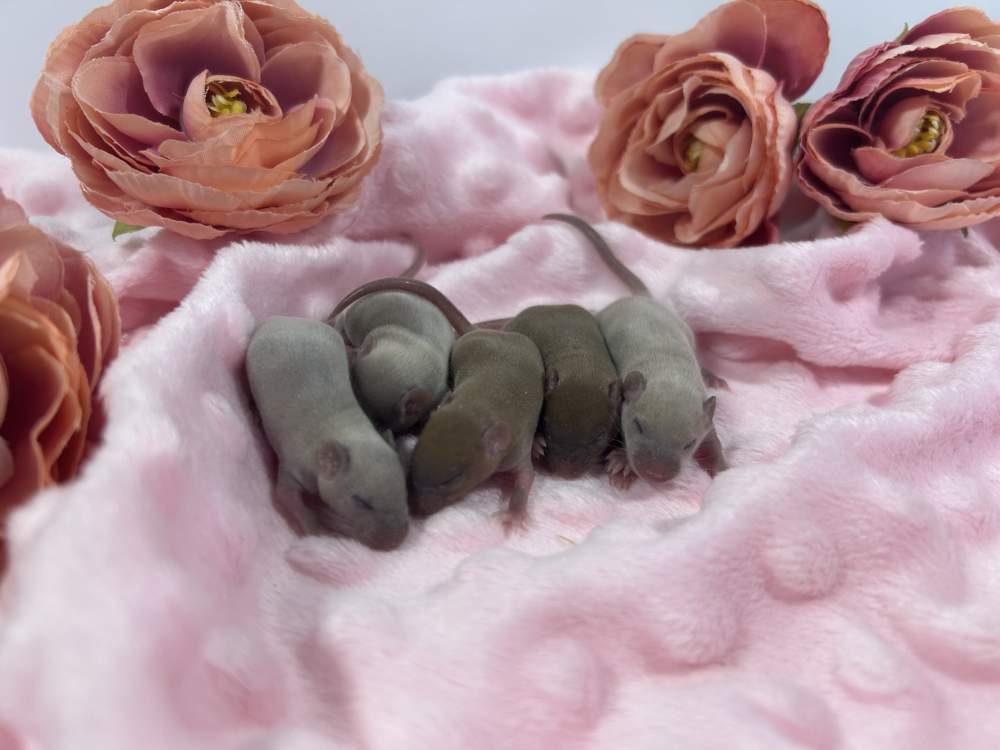 Fancy mouse Breeder Mus musculus 